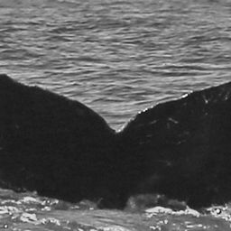 Fluke of CRC-10906