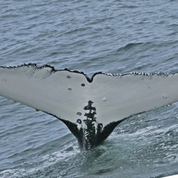 Fluke of ECWWC-EC08053