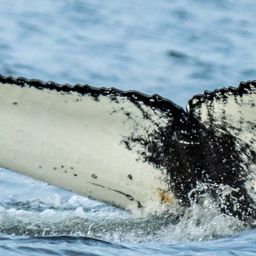 Fluke of HW-MN0200719