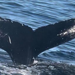 Fluke of HW-MN0200721