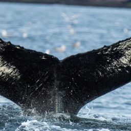 Fluke of HW-MN0200722