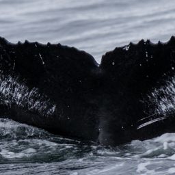 Fluke of HW-MN0200724