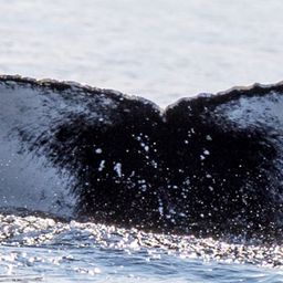Fluke of HW-MN0200726