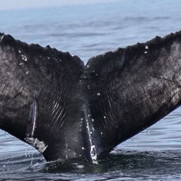 Fluke of HW-MN0200728