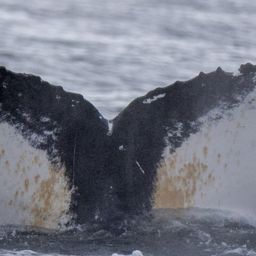 Fluke of HW-MN0200733