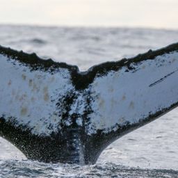 Fluke of HW-MN0200735