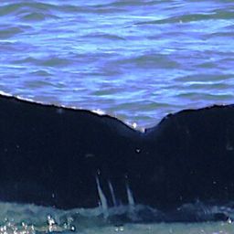 Fluke of CRC-22915