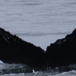 Fluke of CRC-22914