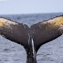 Fluke of Borealis