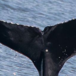 Fluke of 2025 calf of Twin Peaks