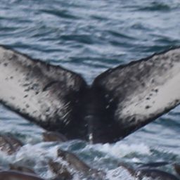Fluke of CRC-15783