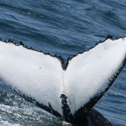 Fluke of ECWWC-EC08056