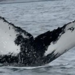 Fluke of NA-7309
