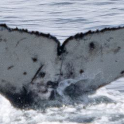 Fluke of 2024-2025 calf of CRC-12480