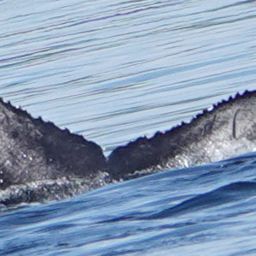 Fluke of 2025 calf of Bauxbaumia