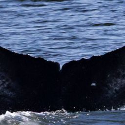 Fluke of CRC-22916