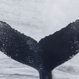 Fluke of 2024-2025 calf of CRC-11268