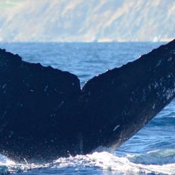 Fluke of CRC-15030