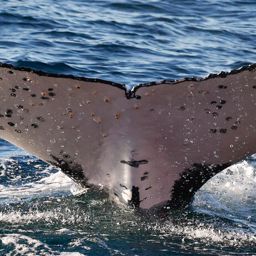 Fluke of HW-MN1109560