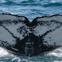 Fluke of HW-MN1109601