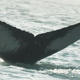 Fluke of Whalerdell
