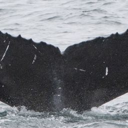 Fluke of HW-MN0104305