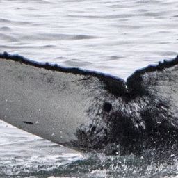 Fluke of HW-MN0104307