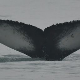Fluke of Kraken