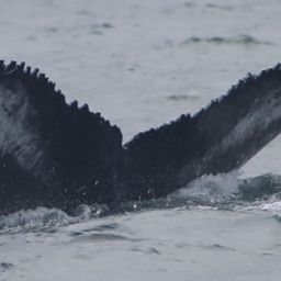 Fluke of HW-MN0104310
