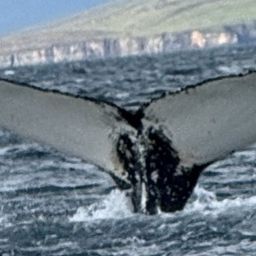 Fluke of HW-MN0104312