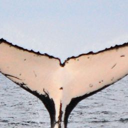 Fluke of ECWWC-EC13022