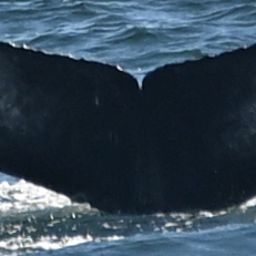 Fluke of 2024-2025 calf of Slashdot