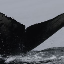 Fluke of HW-MN0503802