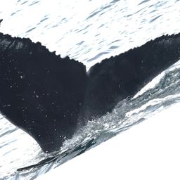 Fluke of HW-MN0503803