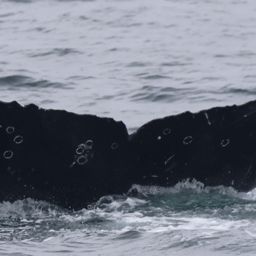 Fluke of CRC-23458