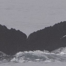 Fluke of HW-MN0503805