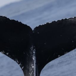 Fluke of CRC-23463