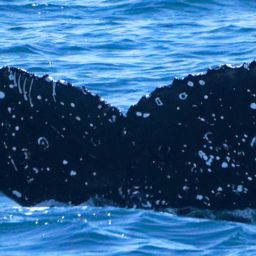 Fluke of HW-MN0503813