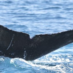 Fluke of HW-MN0503814