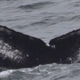 Fluke of HW-MN0401560
