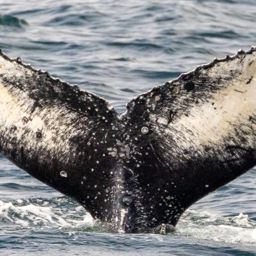 Fluke of HW-MN0401575