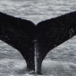 Fluke of HW-MN0401577