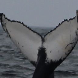 Fluke of HW-MN0104341