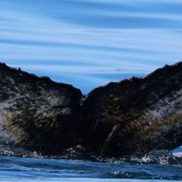 Fluke of HW-MN0104343