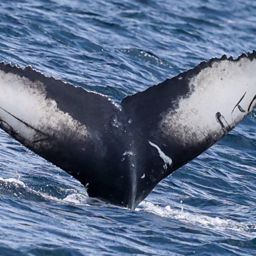 Fluke of HW-MN0104344