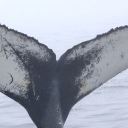 Fluke of HW-MN0104346