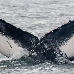 Fluke of HW-MN0104347