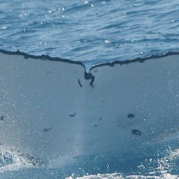 Fluke of ECWWC-EC10034