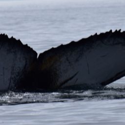 Fluke of HW-MN0104353