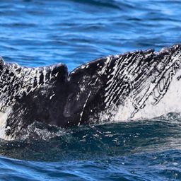 Fluke of HW-MN0104354